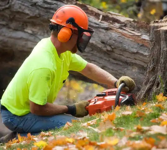 tree services Lake City